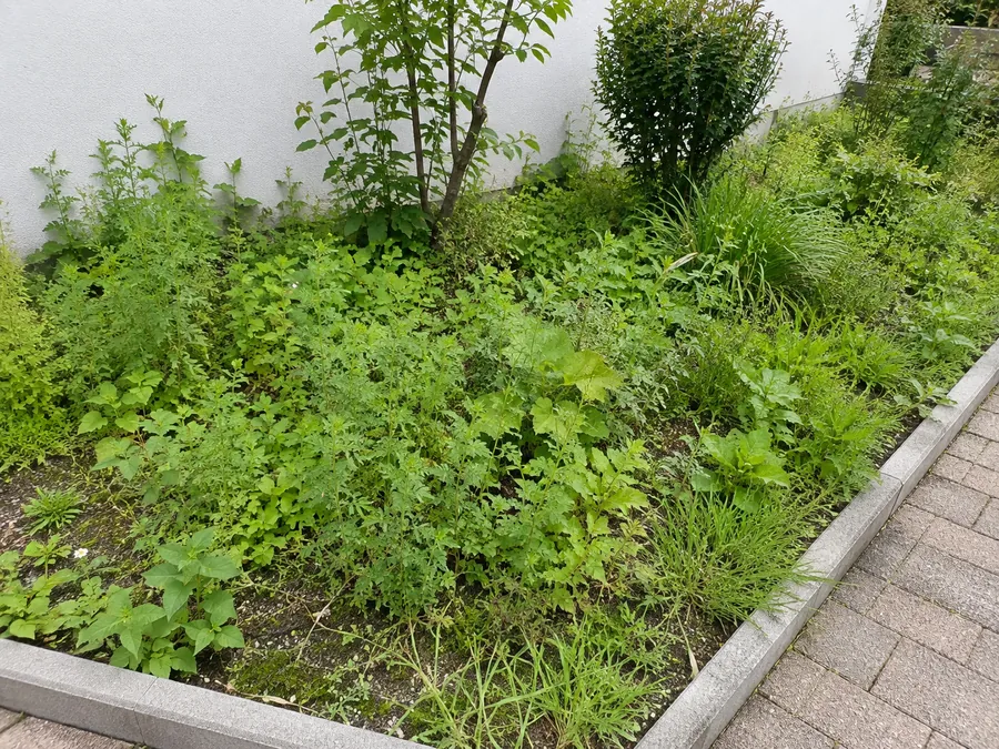 Zugewachsenes Beet mit Unkraut vor der Beetpflege